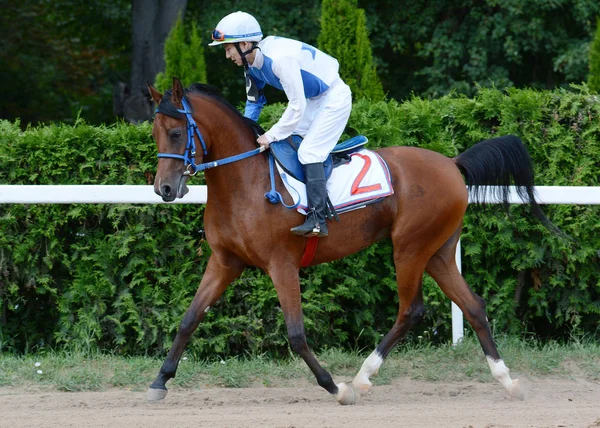 Arabian racehorse in motion — Stock Photo, Image