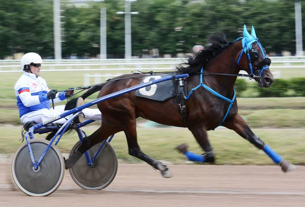 Abstrack desenfoque oscuro caballo de la bahía trotter crianza en movimiento en pista de carreras — Foto de Stock