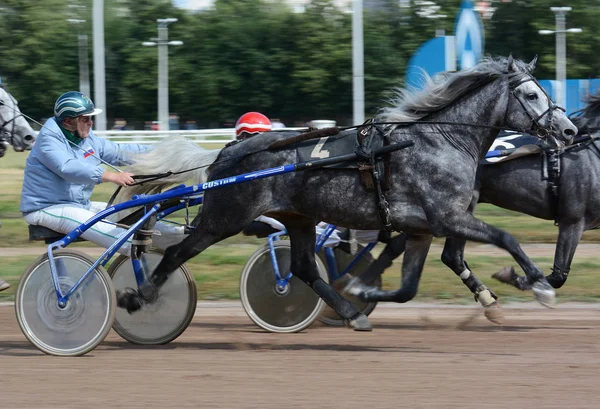 Grå häst Orlov trotter rasen i rörelse oskärpa — Stockfoto