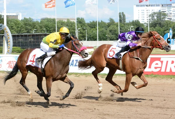 Two  thoroughbred racehorses in motion — Stock Photo, Image