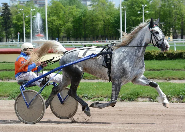 Šedý kůň Orlov trotter plemeno v pohybu — Stock fotografie