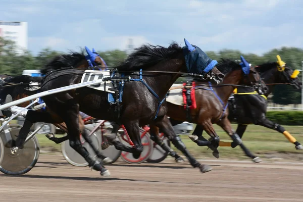 Caballos trotter crianza en movimiento en hipodromo desenfoque — Foto de Stock