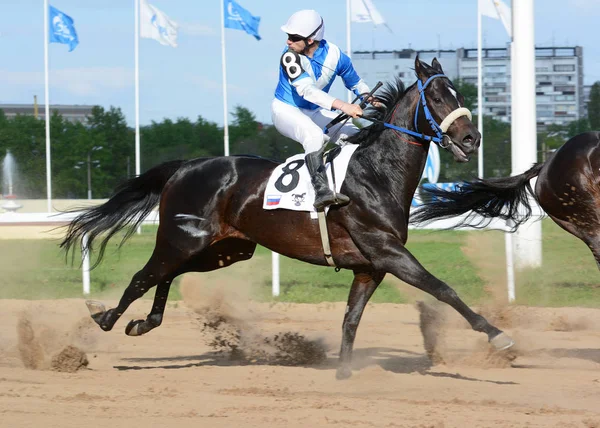 Rider i thoroughbred wyścigów konnych w ruchu — Zdjęcie stockowe