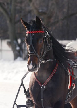 Karanlık defne at trotter doğurmak hareket portresi 