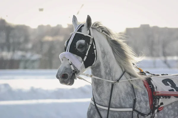 Retrato de um cavalo cinzento Orlov trotter raça em movimento — Fotografia de Stock