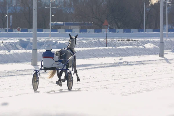 Cavalo trote raça em movimento inverno. Visão traseira — Fotografia de Stock