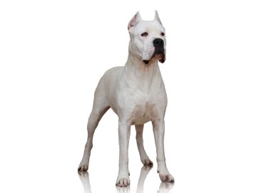 Dogo Argentino izole üzerinde beyaz arka plan ayakta