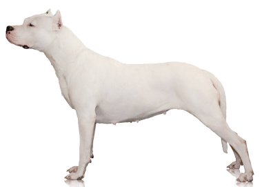 Beyaz arka plan yan görünüm üzerinde izole Dogo Argentino kadın stand