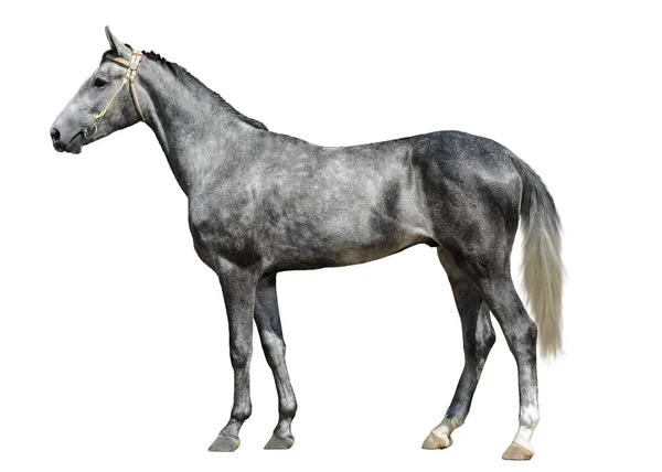 Den grå unghäst stående isolerad på vit bakgrund — Stockfoto