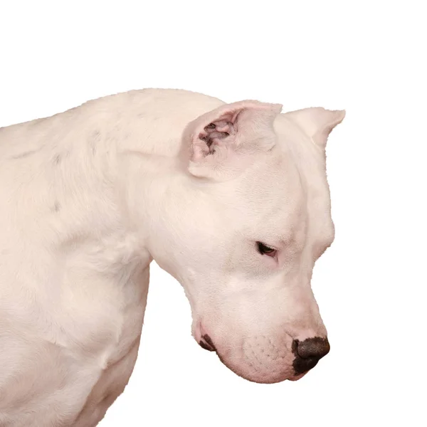 Portret van de prachtige Dogo Argentino geïsoleerd op witte achtergrond — Stockfoto