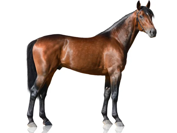 The brown thoroughbred stallion standing isolated on white background — Stock Photo, Image