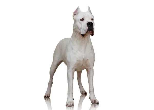 Dogo Argentino stå isolerade på vit bakgrund — Stockfoto