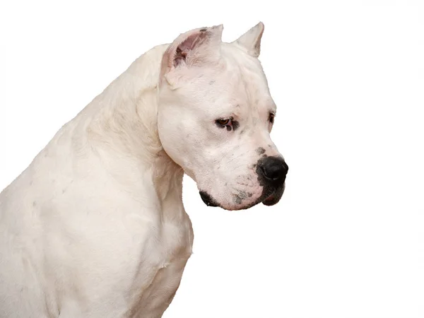 Retrato do Dogo Argentino isolado sobre fundo branco — Fotografia de Stock