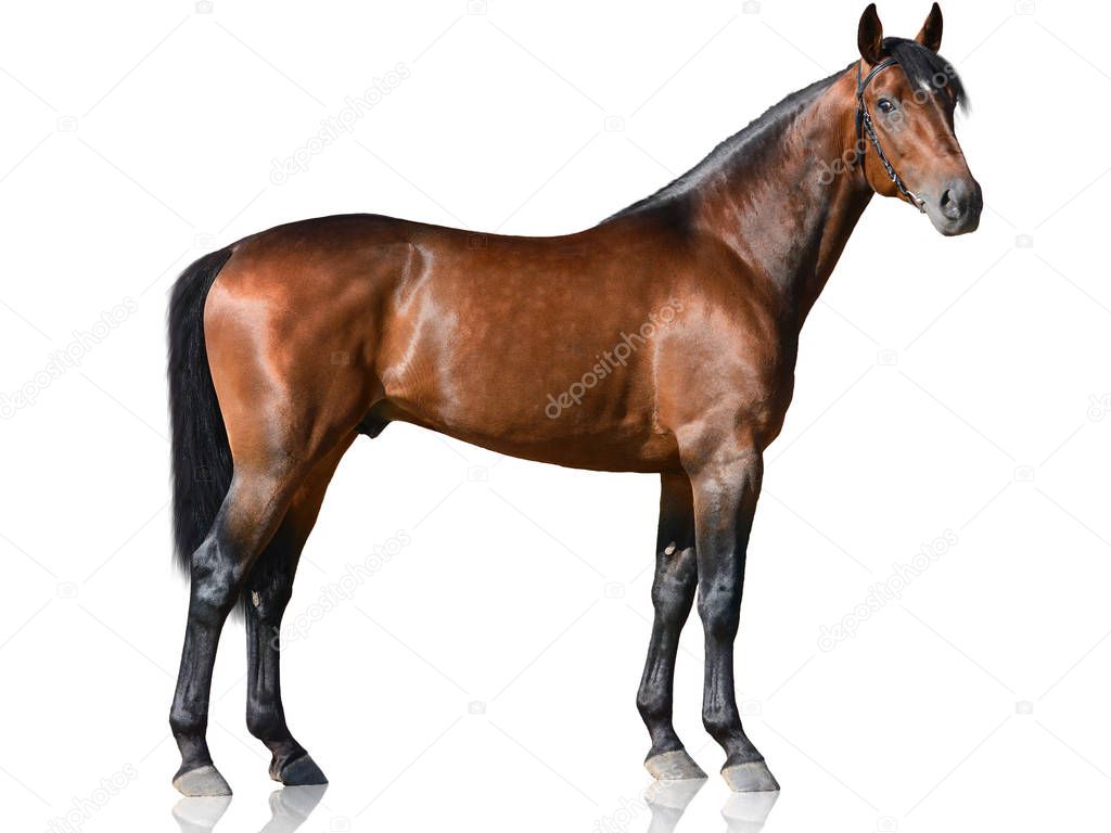 The brown thoroughbred stallion standing isolated on white background