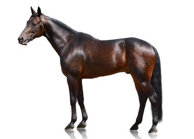 Karanlık defne spor at üzerinde izole beyaz arka plan ayakta. yan görünüm