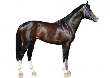 Kahverengi solored spor at üzerinde izole beyaz arka plan ayakta. yan görünüm