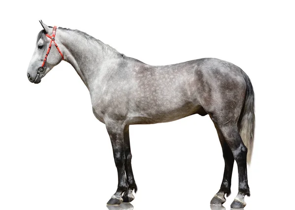 Gri aygır Orlov trotter doğurmak izole üzerinde beyaz arka plan ayakta