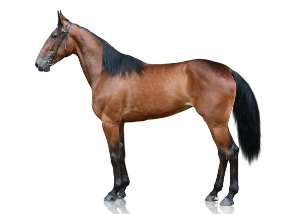Zálivu Sportovní Koně Stojí Izolované Bílém Pozadí Boční Pohled — Stock fotografie