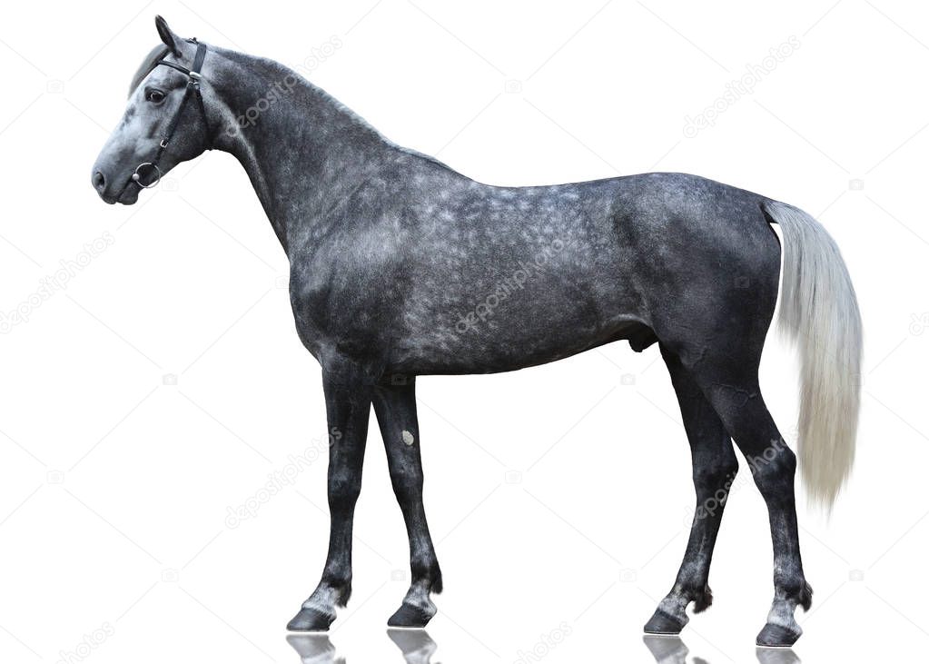 The gray sport horse stand isolated on white background. side view