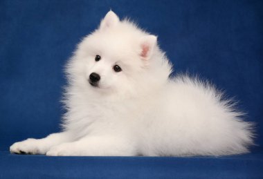 Japon beyaz spitz köpek mavi arka plan üzerinde yatıyor