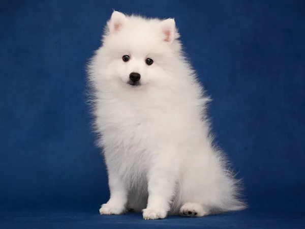Mavi arka plan üzerinde oturan Japon beyaz spitz, köpek yavrusu