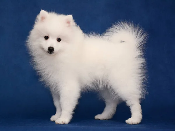 Japon beyaz spitz duran mavi arka plan üzerinde güzel köpek yavrusu