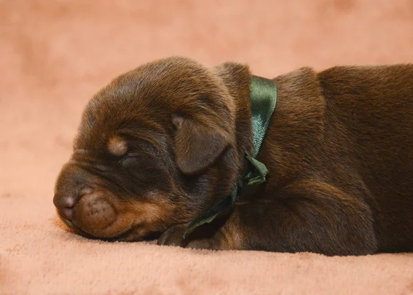 Cute brown New born puppy sleep.