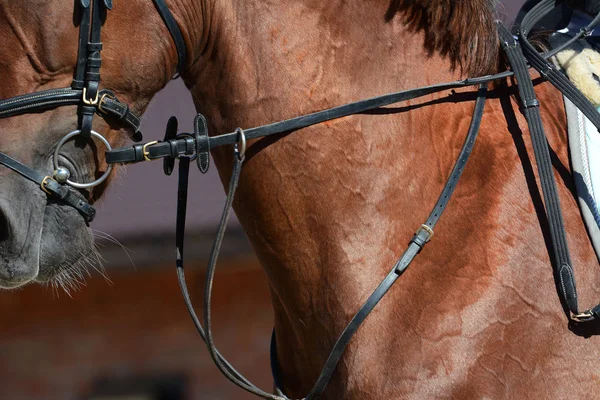 Nek Van Een Rood Paard Horse Show Jumping Details — Stockfoto