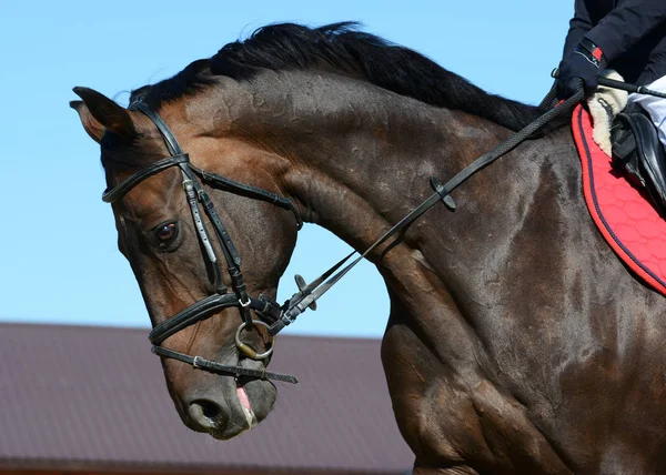 Portret Van Een Donkere Baai Sport Paard Beweging Horse Show — Stockfoto