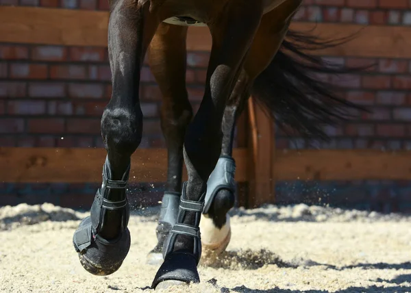 暗い湾スポーツ馬の動きの足 馬術スポーツの詳細 — ストック写真