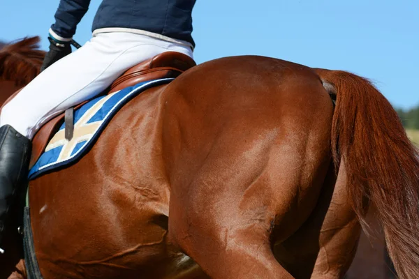 Back Red Horse Sports Horse Equestrian Sport Details — Stock Photo, Image