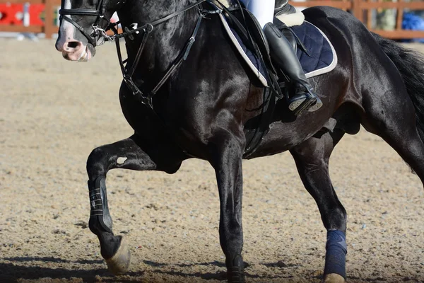 Černá Sportovní Koně Jezdce Trysku Horse Show Lyžích Detailech — Stock fotografie