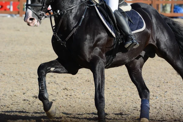 Caballo Deportivo Negro Jinete Galope Caballo Espectáculo Saltando Detalles — Foto de Stock