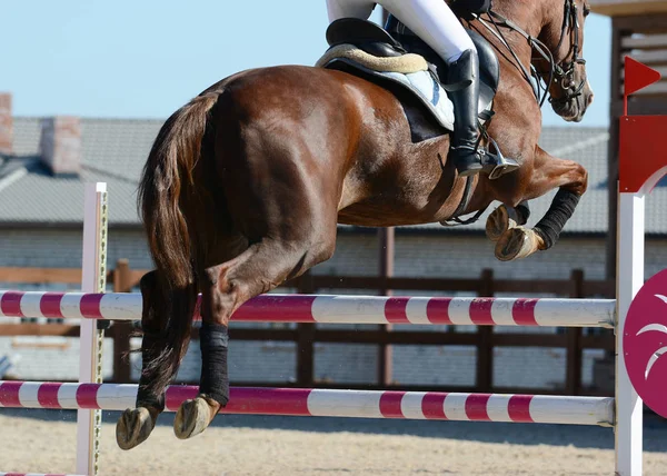 Caballo Deportivo Rojo Saltando Por Obstáculo Caballo Espectáculo Saltando Detalles — Foto de Stock