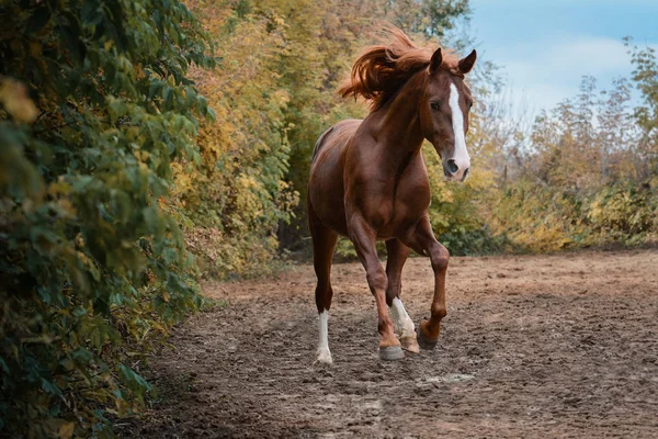 Beautiful Red Horse Freedom Autumn — Stock Photo, Image