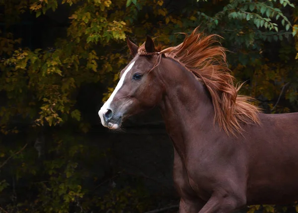 Retrato Hermoso Caballo Rojo Otoño Libertad — Foto de Stock