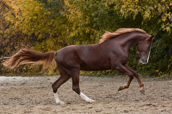 Όμορφο Κόκκινο Άλογο Στην Ελευθερία Του Φθινοπώρου — Φωτογραφία Αρχείου
