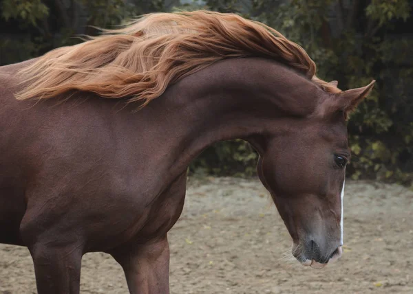 自由秋の美しい赤い馬の肖像 — ストック写真