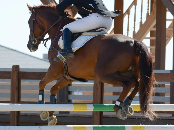 Červené Sportovní Kůň Skákat Přes Překážky Horse Show Lyžích Detailech — Stock fotografie