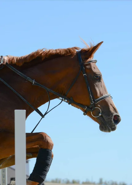 Retrato Caballo Deportivo Rojo Saltando Través Obstáculo Sobre Fondo Azul — Foto de Stock