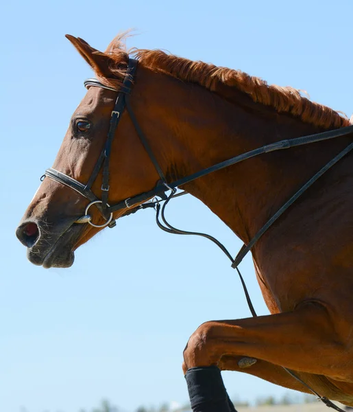 Retrato Cavalo Esporte Vermelho Saltando Através Obstáculo Fundo Céu Azul — Fotografia de Stock