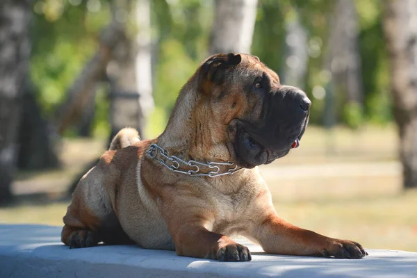 Shar Pei Ligt Een Bos Zon — Stockfoto