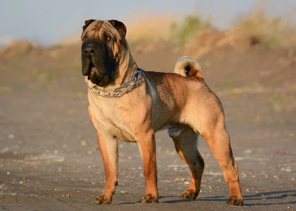 Brown Shar Pei Debout Sur Plage — Photo