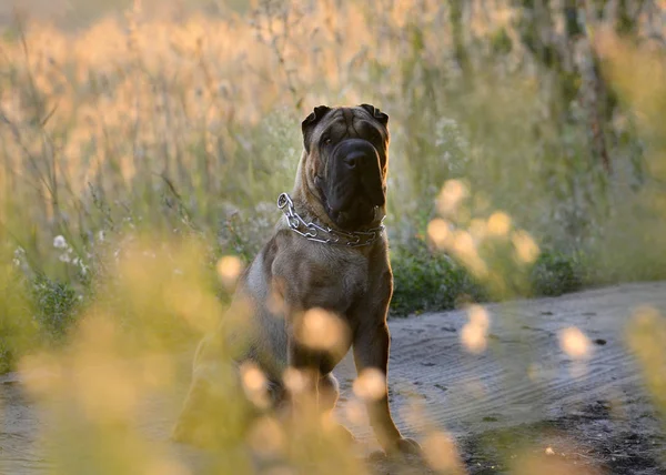 Shar Pei Pies Siedzi Las Lato — Zdjęcie stockowe