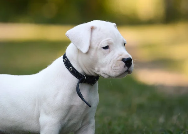 Πορτρέτο Του Ένα Κουτάβι Dogo Argentino Καλοκαίρι Γκαζόν — Φωτογραφία Αρχείου