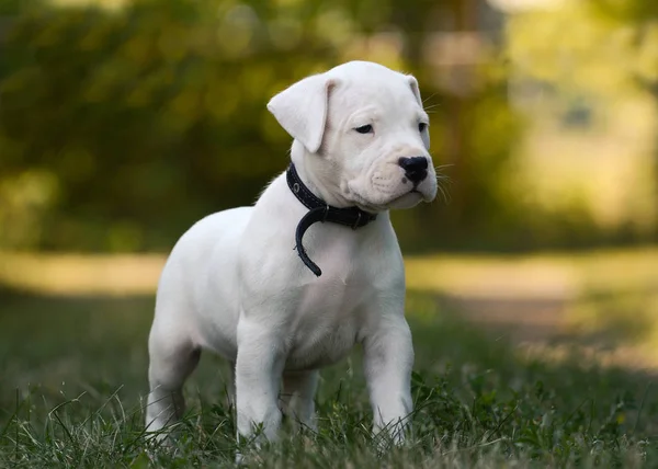 Sweet Puppy Dogo Argentino Standing Grass Front View — Stock Photo, Image