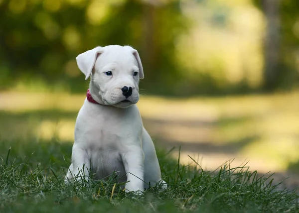 Sevimli köpek Dogo Argentino çim yaz aylarında oturan. 