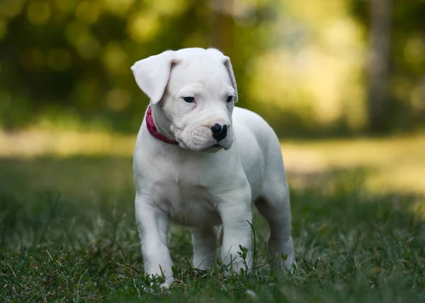 Tatlı köpek Dogo Argentino ayakta çim. Önden Görünüm