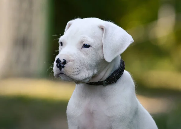 Porträt Eines Welpen Dogo Argentino Gras — Stockfoto