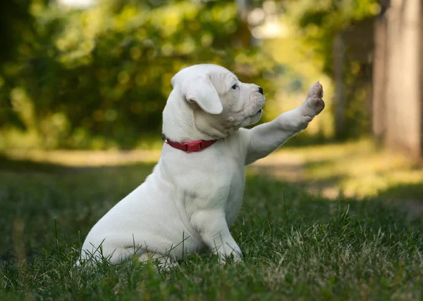 Sevimli köpek Dogo Argentino çim yaz aylarında oturan. 